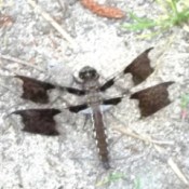 A black dragonfly on the ground.