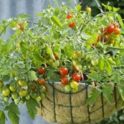 Cherry Tomatoes in hanging basket