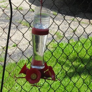keeping ants out of the hummingbird feeder thriftyfun keeping ants out of the hummingbird feeder thriftyfun