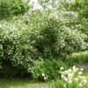 Photo of a Mock Orange bush.