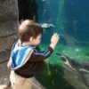 A young boy at the zoo, looking into a glass tank.
