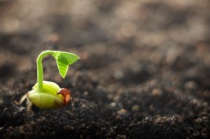 Seed sprouting on soil