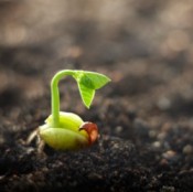 Seed sprouting on soil
