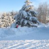 Snow covered spruce