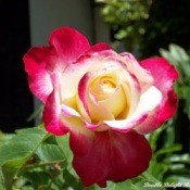 Double Delight Rose Close
