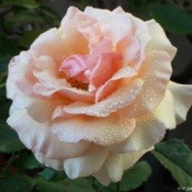 No Name Rose