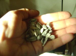 A handful of sunflower seeds in shell.