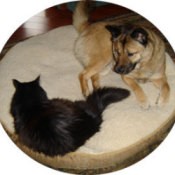 Maggie (Chow Mix)