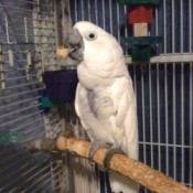 A white bird perched on a branch in a cage.