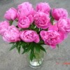 Peonies