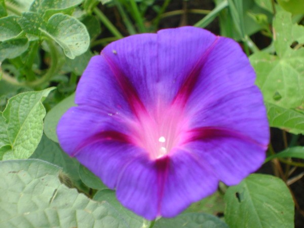 Purple Morning Glory