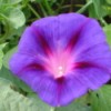 Purple Morning Glory