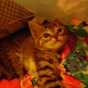 Gray kitten with a colorful scarf.
