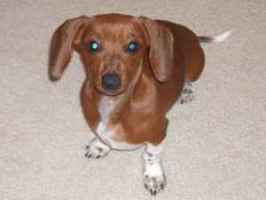 A brown mini dachshund on a cream colored carpet.