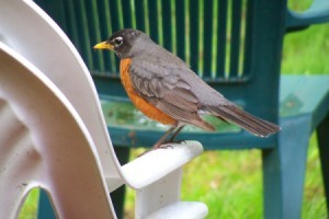 A robin sitting on an outside plastic chair.
