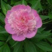 Pink Peonie