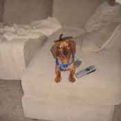 A brown dachshund on a cream colored couch