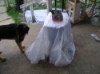 A plastic storage container covered with a white cloth and used as an outdoor table.