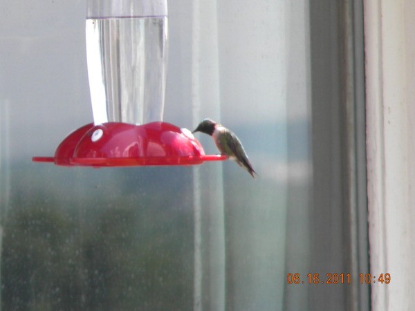 A hummingbird hovering at a red feeder. 