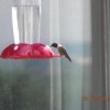 A hummingbird hovering at a red feeder. 