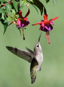 Hummingbird Feeding from Flower