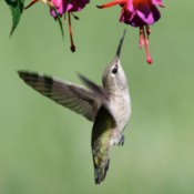 Hummingbird Feeding from Flower