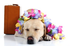 Traveling With Pets, Dog with Lei and suitcase