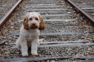 Cocker Spaniel on railroad tracks