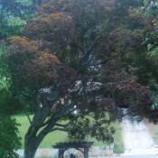 Photo of tree with red leaves