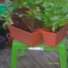 Congainers of lettuce placed on small garden table