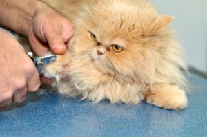 Trimming Your Cat's Nails, An orange Persian cat having it's nails trimmed.