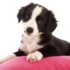 photo of a black and white puppy
