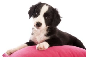 photo of a black and white puppy