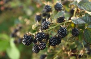 Photo of blackberries on the vine.