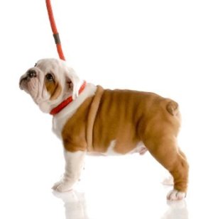 English Bull Dog puppy on a leash