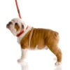 English Bull Dog puppy on a leash