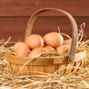 Raising Chickens for Eggs, Free Range Eggs in a basket sitting in hay