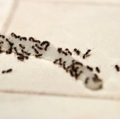 photo of ants eating a scrap of onion