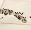 photo of ants eating a scrap of onion