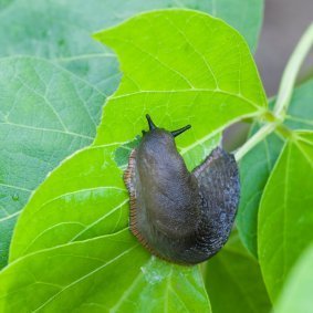 Slug eating a leaf.