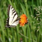 photo of a butterfly on an orange flower