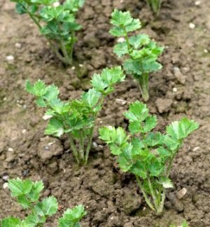 Celery new growth