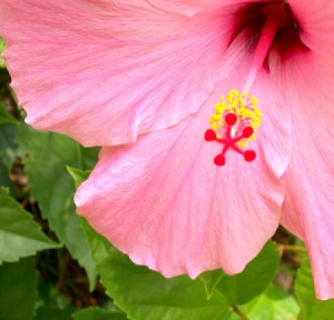 Pink hibiscus flower