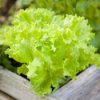 Lettuce growing in a Box