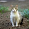 A cat sitting in a garden bed.