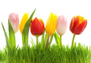 Row of Tulips