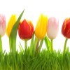 Row of Tulips