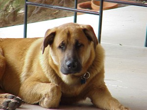 large brown dog