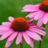 Two echinacea flowers