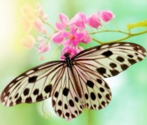 Rice paper butterfly on small pink flowers